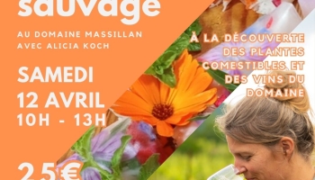 balade plantes comestibles avec Alicia Koch