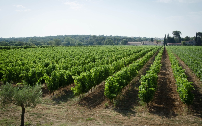 Les vignes