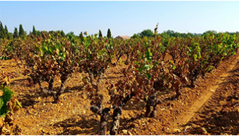 Les conséquences de la canicule